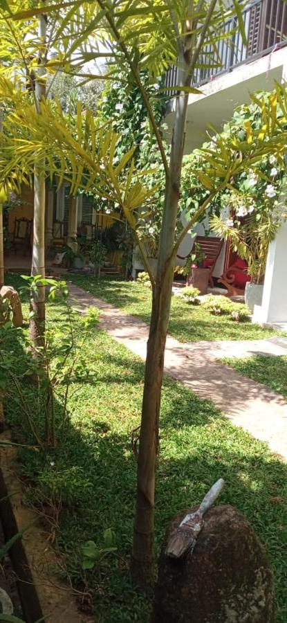 Mandara Rest Bed & Breakfast Hikkaduwa Exterior photo
